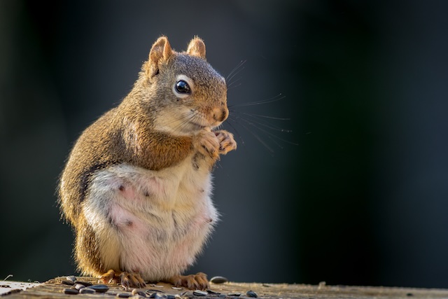 One-Way-Doors-Evicting-Squirrels-and-Reclaiming-Your-Attic