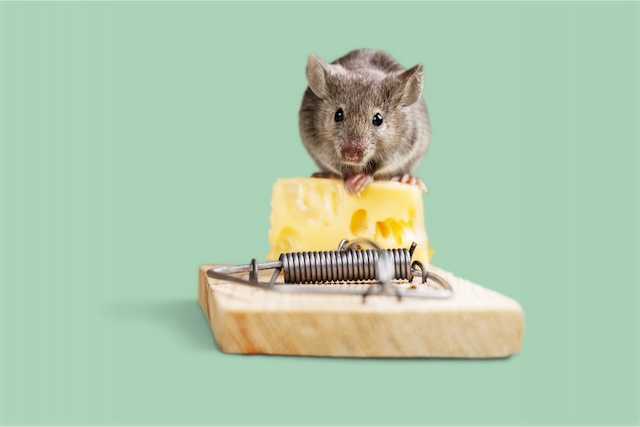 Outsmarting-the-Sneaky-Invaders-Professional-Pest-Control-for-Mice