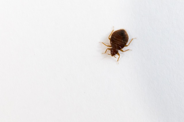 Persistent-Pests-Understanding-Why-Bed-Bugs-Return-and-How-to-Stop-Them