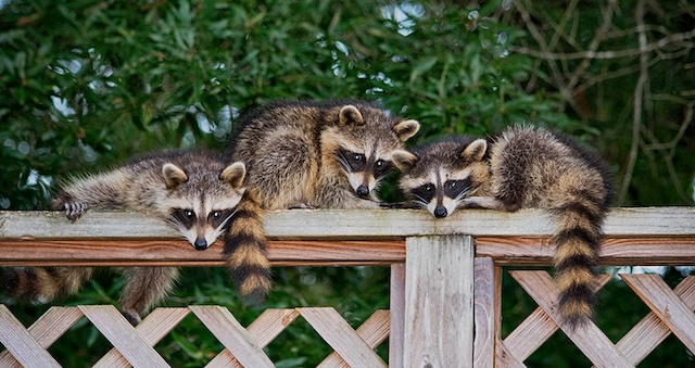 Raccoon-Proofing-101-Strategies-for-a-Wildlife-Free-Deck
