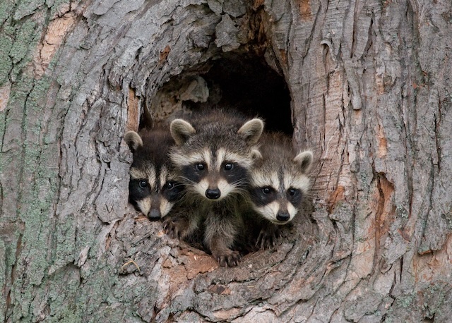Raccoons-With-Babies-in-The-Attic-How-to-Get-Them-Out-Humanely