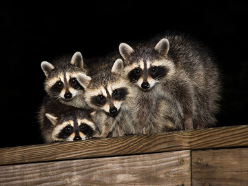 Raccoons-in-The-Attic-How-Professionals-Remove-Racccoons-With-One-Way-Doors