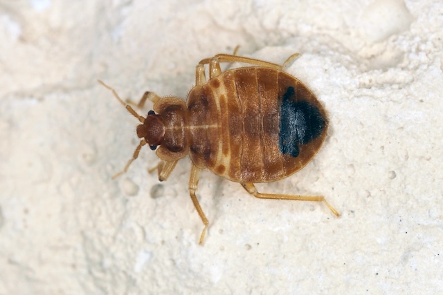 Rest-Easy-Bed-Bug-Prevention-Tips-for-Homeowners-On-the-Go