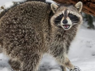 Roof-Vents-Soffits-And-Other-Areas-Vulnerable-to-Raccoons