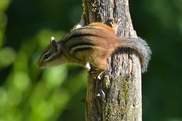 Scurrying-Shadows-Tales-of-Battling-Squirrel-Infestations