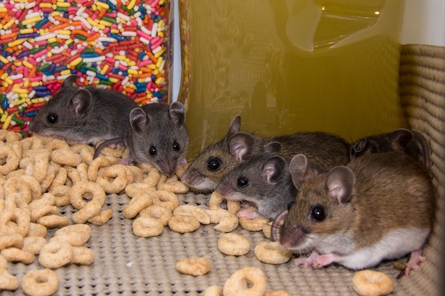 Silent-Intruders-Identifying-Early-igns-of-Mouse-Infestations