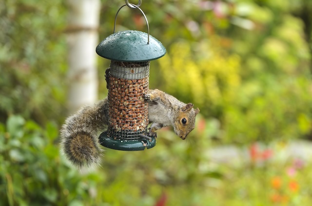 Squirrel-Symphony-Signs-You-Need-Professional-Removal