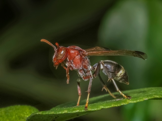 Sting-Free-Living-Effective-Wasp-Prevention-Strategies-for-Homeowners