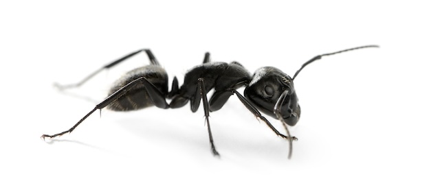 Structural-Guardians-Protecting-Your-Home-from-Carpenter-Ant-Onslaugh