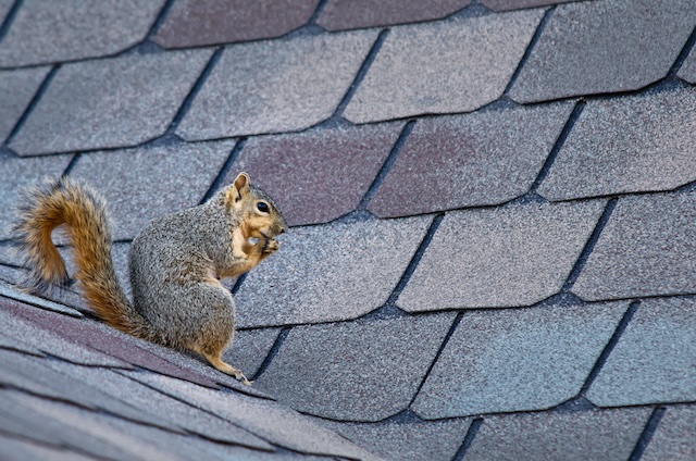 Taming-the-Tails-Strategies-for-a-Squirrel-Free-Attic