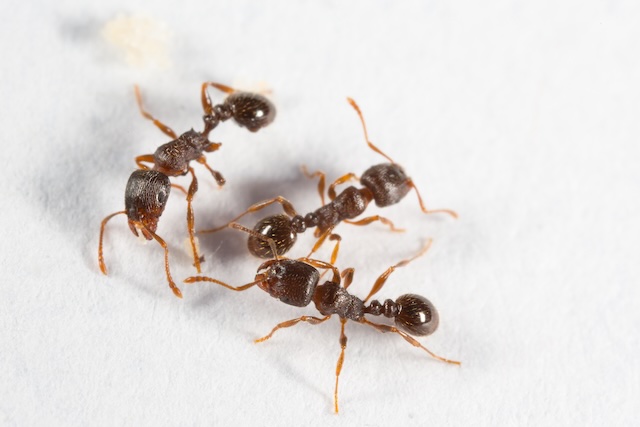 The-Battle-Plan-Ant-Proofing-Your-Home-with-Expert-Pest-Control