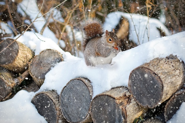 The-Furry-Frontline-Combating-Squirrel-Attic-Invasions