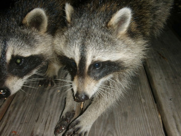 The-Nighttime-Bandits-Securing-Your-Attic-from-Raccoon-Intruders