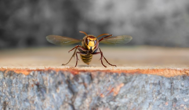 The-No-Sting-Zone-Safe-and-Effective-Wasp-Control-Measures-at-Home