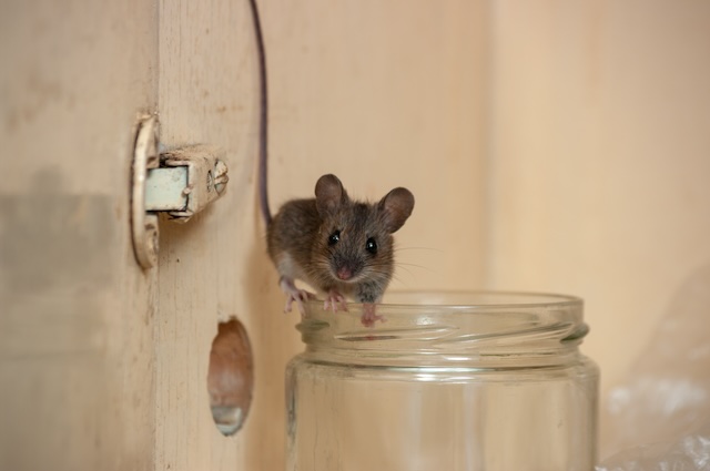 Tiny-Tracks-Big-Problems-A-Guide-to-Residential-Mouse-Infestations