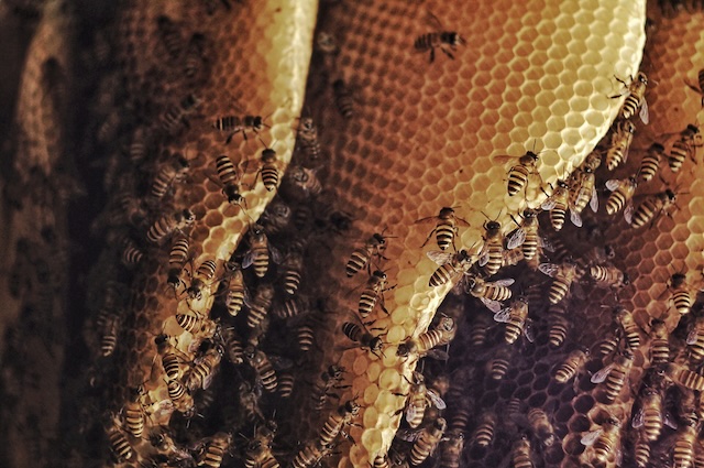 Wasp-Myths-Busted-Facts-and-Fiction-in-Home-Pest-Control
