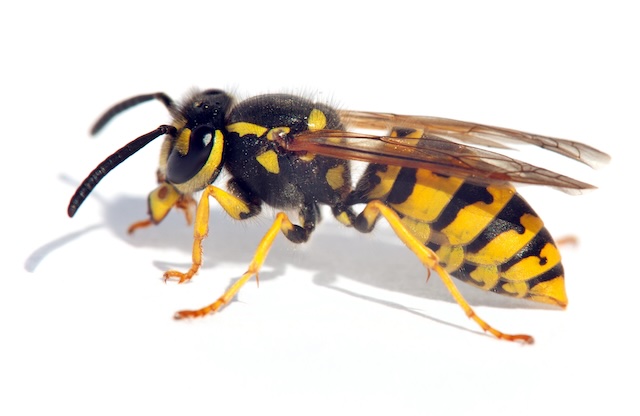 Wasp-or-Hornets-How-to-Distinquish-Between-The-Two