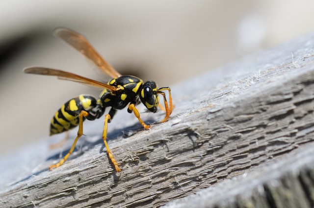 Wasp-vs-Home-Balancing-Act-for-a-Pest-Free-Living-Environment