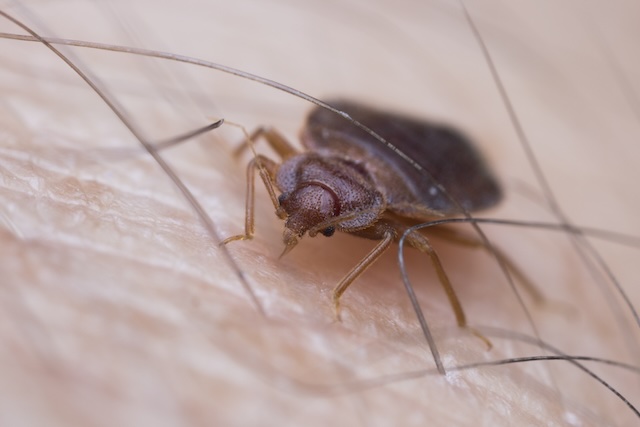 When-to-Call-the-Experts-Signs-Its-Time-for-Bed-Bug-Exterminators