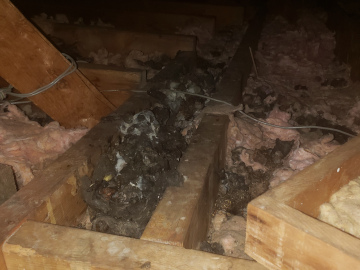 Why-Do-Raccoons-Break-Into-Attics