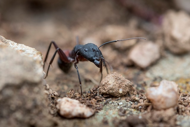 Wood-Ants-and-Woes-How-Carpenter-Ants-Threaten-Your-Homes-Integrity